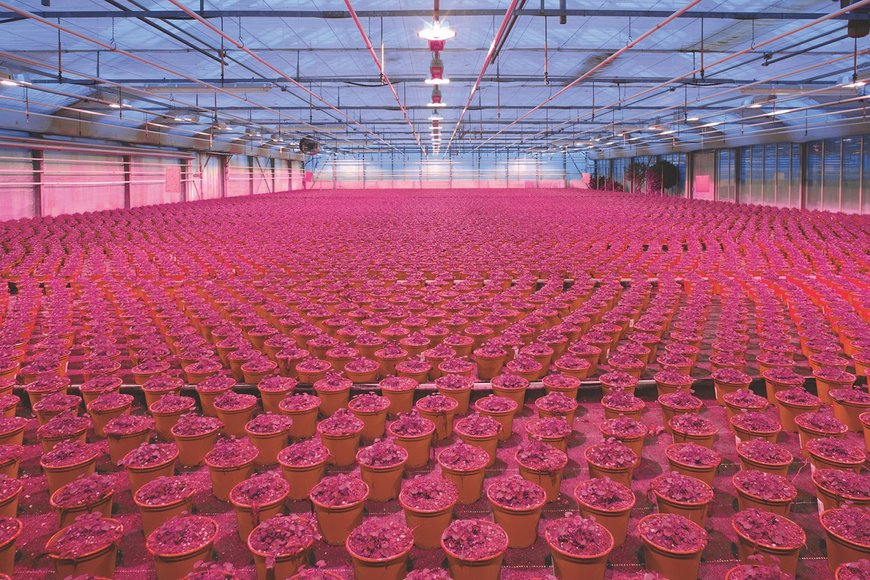 ams OSRAM unveils latest horticulture news: Enhanced 640 nm Red addition expands OSLON® Optimal horticultural LED Series